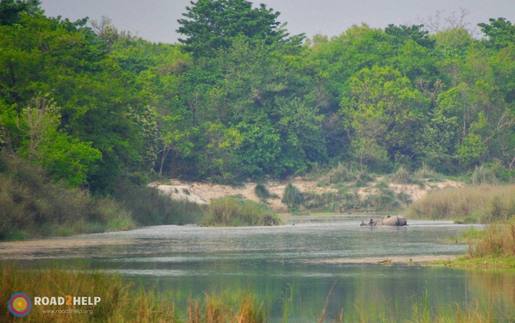Rinoceronte bañándose en el Parque Nacional de Bardia