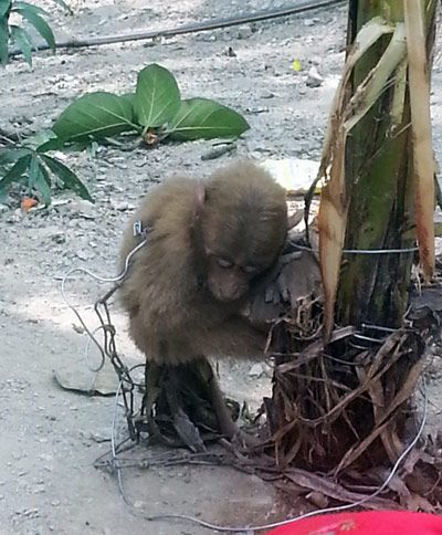 Turismo responsalbe - mono encadenado