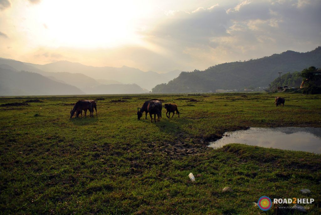 Búfalos de agua a orillas del lago Phewa.
