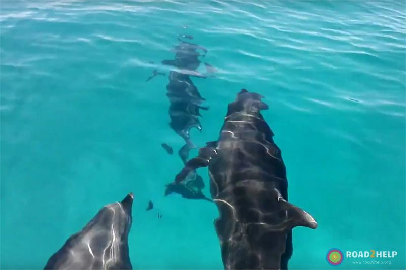 Delfines en isla Espíritu Santo