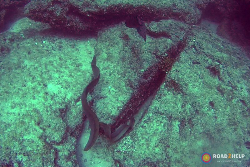 Anguilas del Mar de Cortés