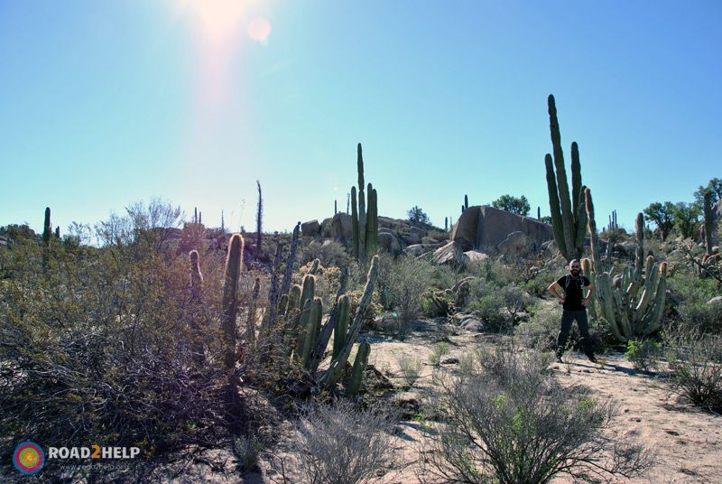 Cactus en Rancho Santa Inés