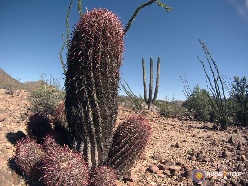 Detallle de cactus