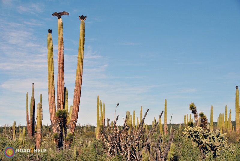 Zopilotes sobre los cactus