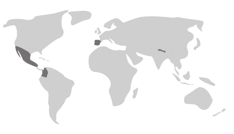 Mapa mundial - servicios web