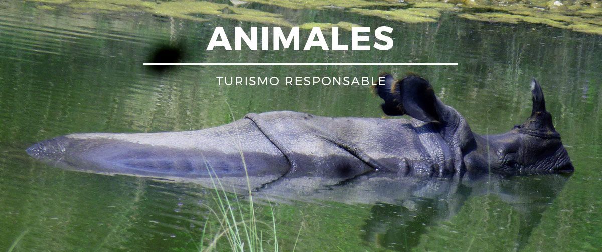 Turismo responsable con animales