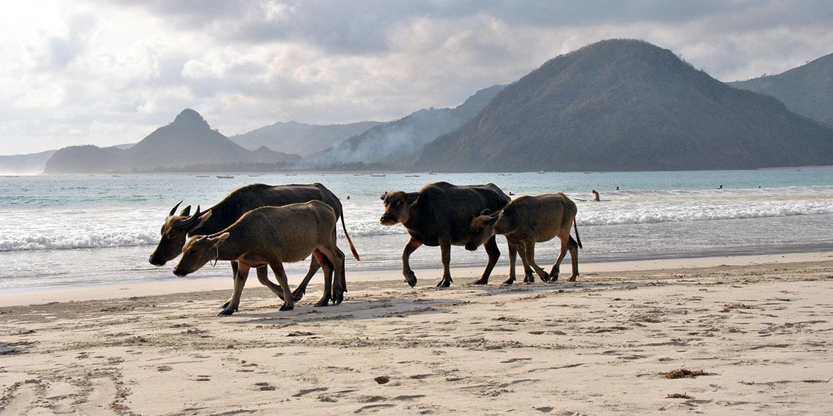 Búfalos de agua en la playa de Selong Belanak (Lombok, Indonesia)